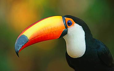 Toco toucan (Ramphastos toco), animal portrait, Pantanal, Mato Grosso, Brazil, South America