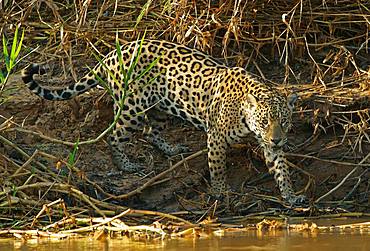 Jaguar (Panthera onca) on the riverbank, Pantanal, Mato Grosso, Brazil, South America