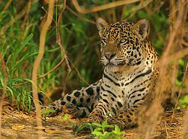 Jaguar (Panthera onca) rests in hiding, Pantanal, Mato Grosso, Brazil, South America