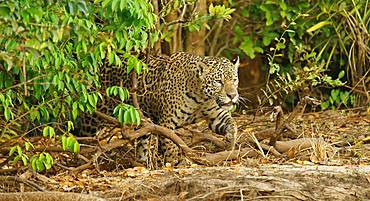 Jaguar (Panthera onca) sneaks at the riverbank, Pantanal, Mato Grosso, Brazil, South America