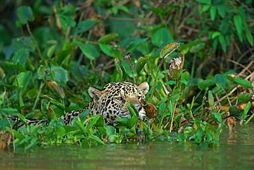 Jaguar (Panthera onca) camouflaged by leaves in water, looking out, Pantanal, Mato Grosso, Brazil, South America