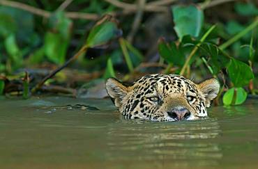 Jaguar (Panthera onca) swims in water, Pantanal, Mato Grosso, Brazil, South America