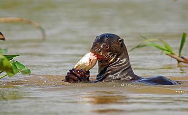 Giant otter (Pteronura brasiliensis) eats captured fish in water, Pantanal, Mato Grosso, Brazil, South America