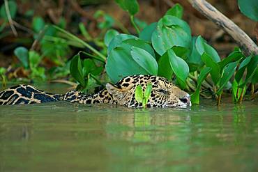 Jaguar (Panthera onca) swims in the river, Pantanal, Mato Grosso, Brazil, South America