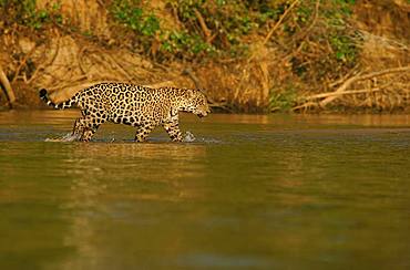 Jaguar (Panthera onca) running in river, Pantanal, Mato Grosso, Brazil, South America