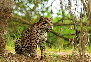 Jaguar (Panthera onca) looking out, sitting on riverbank, Pantanal, Mato Grosso, Brazil, South America