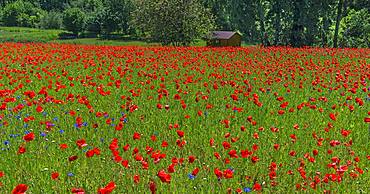 Blooming meadow with Corn poppies (Papaver rhoeas) and Cornflowers (Cyanus segetum), Franconia, Bavaria, Germany, Europe