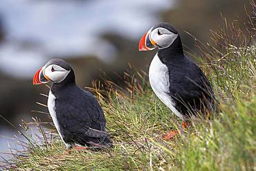 Two Puffins (Fratercula arctica), standing in the grass, bird rock Latrabjard, Westfjords, Iceland, Europe