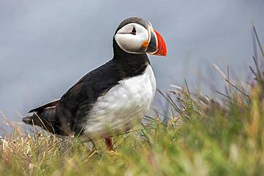 Puffin (Fratercula arctica), standing in the grass, bird rock Latrabjard, Westfjords, Iceland, Europe