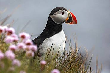 Puffin (Fratercula arctica), standing in the grass, bird rock Latrabjard, Westfjords, Iceland, Europe