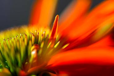 Red coneflower (Echinacea), seminal state with petals, detail of the flower, Bavaria, Germany, Europe