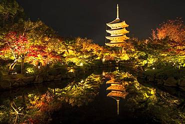 Five-storey pagoda of the Toji Temple with autumn colouring, illuminated at night, Kyoto, Japan, Asia