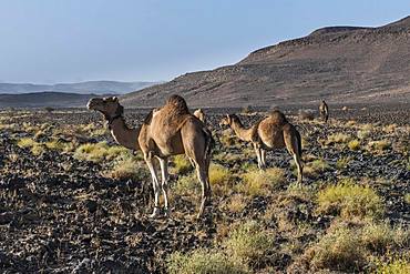 Arabian camels in stony desert landscape, Assekrem, Hoggar mountains, Algeria, Africa