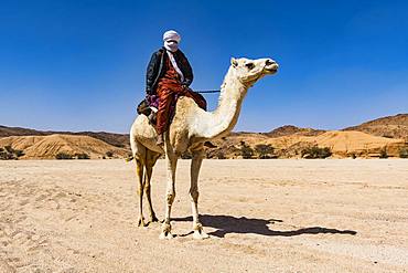 Tuareg riding on his arabian camel, near Tamanrasset, Algeria, Africa