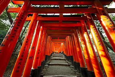 Fushimi Inari Taisha, Shinto Shrine, many traditional red Toriii gates, Fushimi Inari-taisha Okusha Hohaisho, Fushimi, Kyoto, Japan, Asia