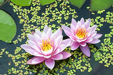 Pink water lilies (Nymphaea Pink), variety Beauty, between duckweeds, Baden-Wuerttemberg, Germany, Europe