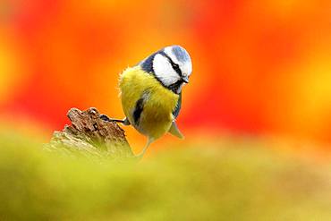 Blue tit (Parus caeruleus) against a special background, Wilden, North Rhine-Westphalia, Germany, Europe