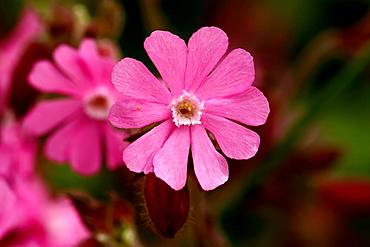 Red campion (Silene dioica), Wilden, North Rhine-Westphalia, Germany, Europe