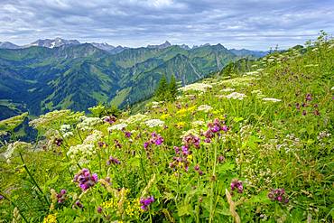 Alpine flowers nature trail at the summit, Walmendinger Horn, Kleinwalsertal, Allgaeuer Alps, Allgaeu, Vorarlberg, Austria, Europe