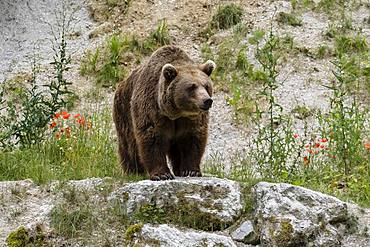 Brown bear (Ursus arctos) stands on rocks, captive, Upper Austria, Austria, Europe