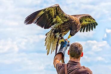 Falconer with eagle on his arm, Plauen, Vogtland, Saxony, Germany, Europe