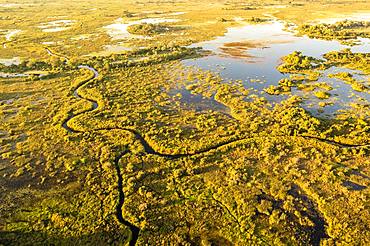 Aerial view, Swamp area, Okavango Delta, Botswana, Africa