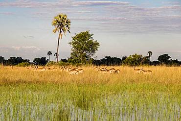 Impalas (Aepyceros melampus), herd runs through high grass in swamp area, Okavango Delta, Botswana, Africa