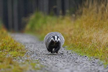 European badger (Meles meles), runs on a forest road in rain, Sumava National Park, Bohemian Forest, Czech Republic, Europe