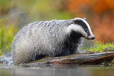 European badger (Meles meles), by the water in the rain foraging for food, Sumava National Park, Bohemian Forest, Czech Republic, Europe