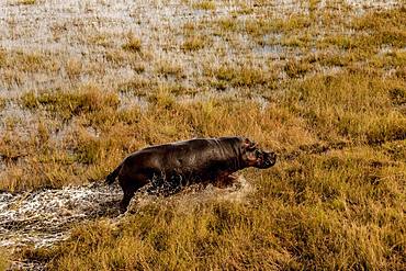 Hippo (Hippopotamus amphibius) in the swamp area, Okavango Delta, Botswana, Africa