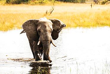 African elephant (Loxodonta africana) in water, Okavango Delta, Botswana, Africa