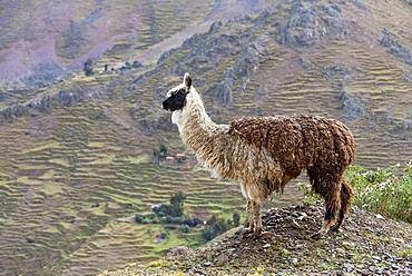 Llama (Llama glama) in front of mountain, near Cusco, Andes, Peru, South America