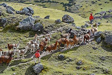 Indios drive Llama (Lama glama) loaded with bags, Andes, near Cusco, Peru, South America