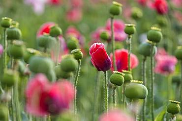 Waldviertler Grey Poppy, Opium poppy (Papaver somniferum), Lower Austria, Austria, Europe