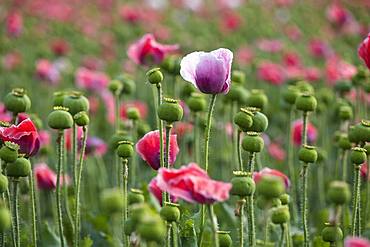 Waldviertler Grey Poppy, Opium poppy (Papaver somniferum), Lower Austria, Austria, Europe