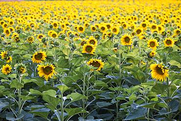 Sunflowers (Helianthus annuus) in a field, in full bloom, Lower Austria, Austria, Europe