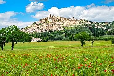 Poppy meadow in front of hill with city view, Trevi, province Perugia, Umbria, Italy, Europe