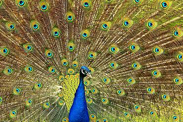 Indian peafowl (Pavo cristatus), beating the wheel, captive, North Rhine-Westphalia, Germany, Europe