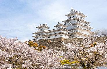 Blossoming cherry trees, Japanese cherry blossom, Himeji Castle, Himeji-jo, Shirasagijo or White Heron Castle, Himeji, Hyogo Prefecture, Japan, Asia