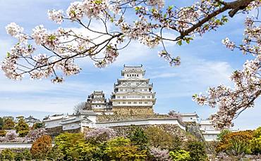 Blossoming cherry trees, Japanese cherry blossom, Himeji Castle, Himeji-jo, Shirasagijo or White Heron Castle, Prefecture Hyogo, Japan, Asia