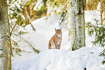 Eurasian lynx (Lynx lynx) in winter, captive, Bavarian Forest National Park, Bavaria, Germany, Europe