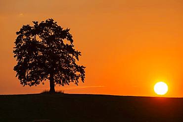 Oak at sunset, Muensing, silhouette, Upper Bavaria, Bavaria, Germany, Europe