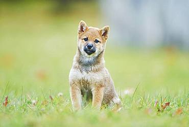 Shiba, puppy sitting on a meadow, Germany, Europe