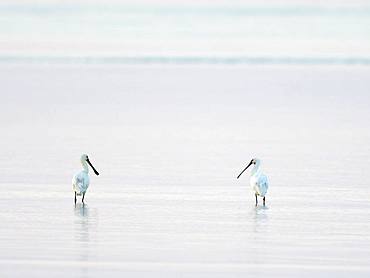 Two Common spoonbills (Platalea leucorodia), standing in shallow water, Texel, North Holland, Netherlands