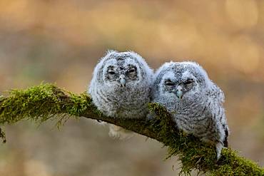 Tawny owl (Strix aluco), young birds, young branches sleeping on a branch, Siegerland, North Rhine-Westphalia, Germany, Europe