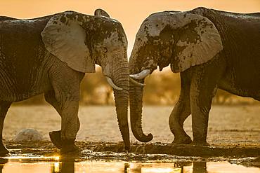 Two African elephants (Loxodonta africana) at a waterhole, Nxai Pan National Park, Ngamiland, Botswana, Africa