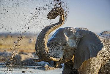 African elephant (Loxodonta africana) splashing mud at a waterhole, animal portrait, Nxai Pan National Park, Ngamiland, Botswana, Africa