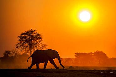 African elephant (Loxodonta africana) runs at sunset, Nxai Pan National Park, Ngamiland, Botswana, Africa