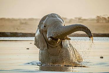 African elephant (Loxodonta africana) bathing in a waterhole, Nxai Pan National Park, Ngamiland, Botswana, Africa