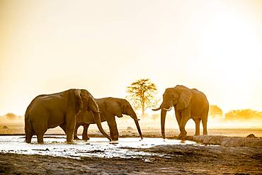 African elephants (Loxodonta africana), Group of animals at a waterhole, Sunset, Nxai Pan National Park, Ngamiland, Botswana, Africa